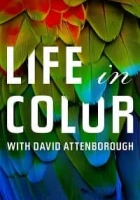 Life in Colour 2021 Poster