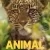 Animal Small Poster